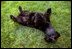 Barney gets the feel of spring during a South Lawn roll April 30, 2003.