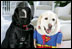 Vice President Dick Cheney's Labrador retrievers Jackson, left, and Dave, right, prepare for Halloween, Tuesday, Oct. 30, 2007, as they sit for a photograph at the Vice President's Residence at the Naval Observatory in Washington, D.C. Jackson is dressed as Darth Vader, Dave is dressed as Superman.