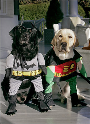 Vice President Dick Cheney's Labrador retrievers are ready for Halloween dressed as Batman and Robin, Thursday, Oct. 30, 2008, at the Vice President's Residence at the Naval Observatory in Washington, D.C. The dynamic duo's secret identities are Jackson, left and Nelson, right.
